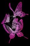pic for Pink Butterflies 